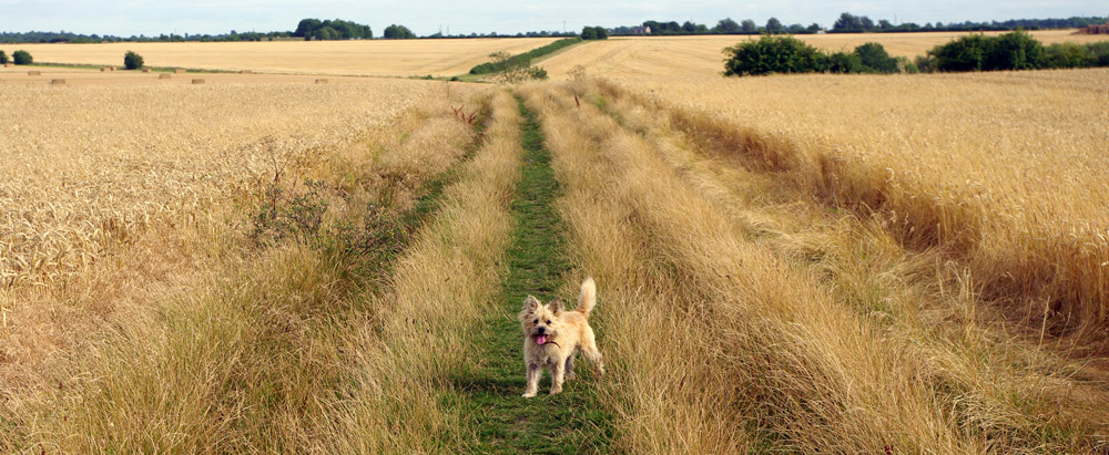 English countryside, ripening crops and cairn terrier