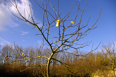 wassailing