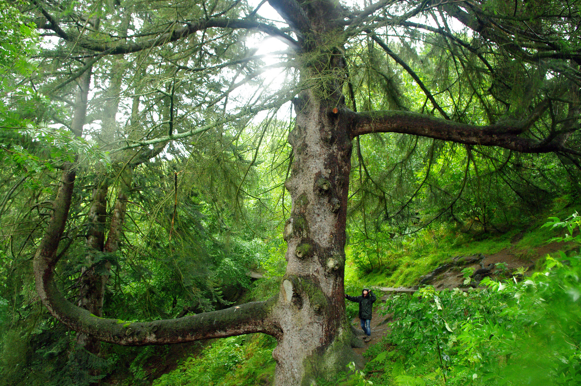 Lake District tree