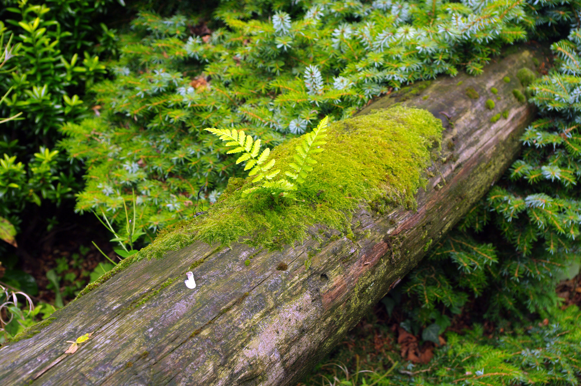 lake district damp moss log foothold fern