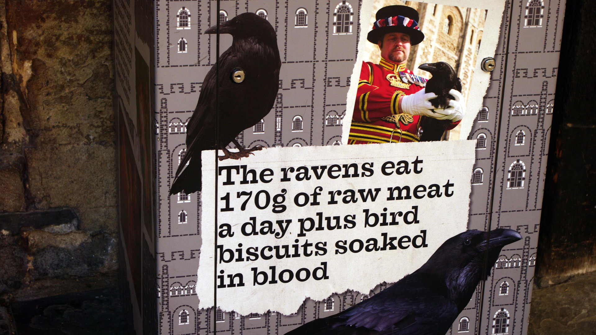 Tower London seven tame ravens