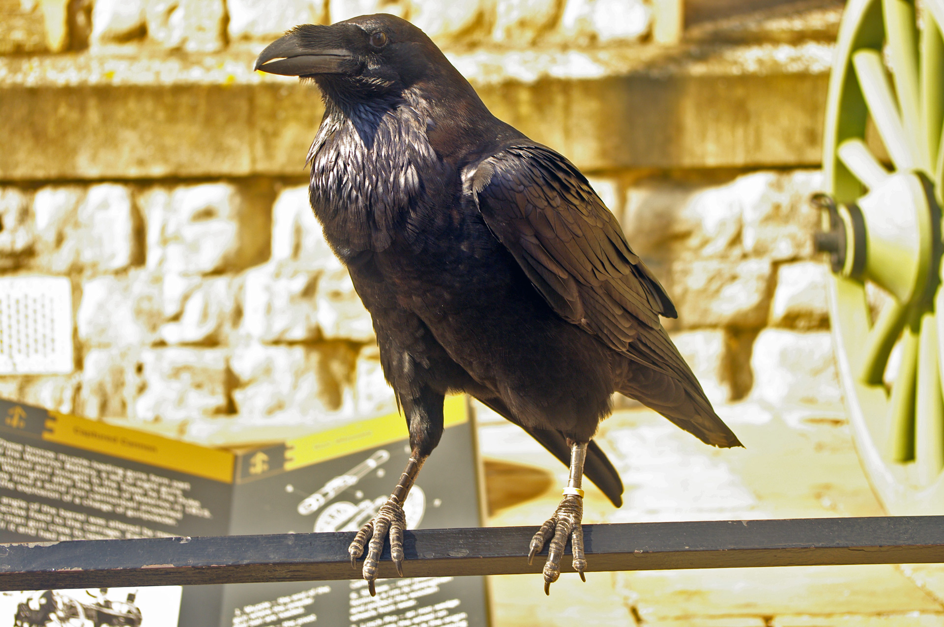 A Tower of London raven