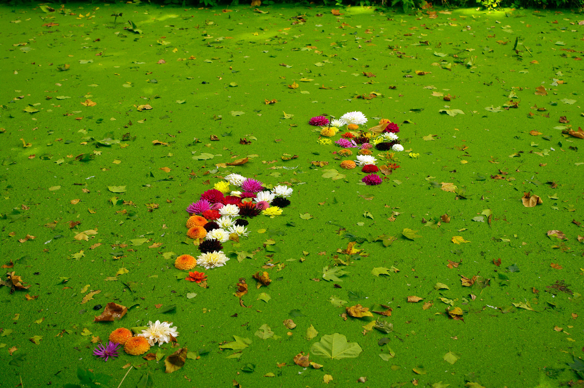 anglesey abbey Dahlia festival flowers floating duckweed covered